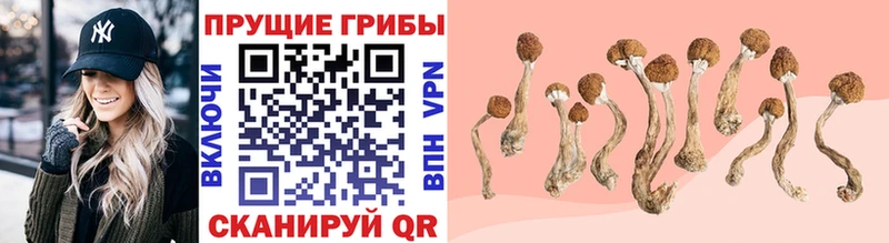 Псилоцибиновые грибы GOLDEN TEACHER  Зея 